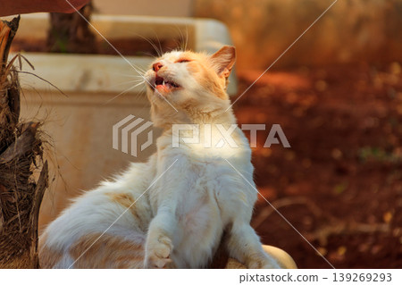 Stray hungry cat on the city street 139269293