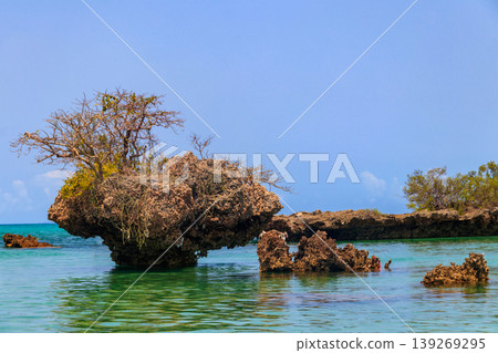 Mangroves in the lagoon of Kwale island. This is a small islet in the south of Zanzibar, Tanzania Mangroves in the lagoon of Kwale island. This is a small islet in the south of Zanzibar, Tanzania 139269295