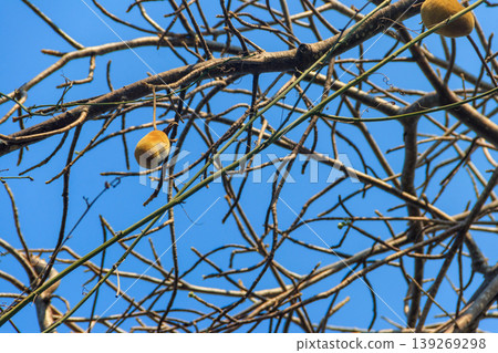 African baobab fruits or Monkey bread growing on a baobab tree (Adansonia digitata) 139269298