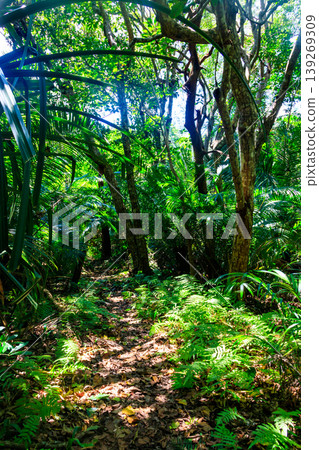 View of Jozani forest in Zanzibar, Tanzania View of Jozani forest in Zanzibar, Tanzania 139269309