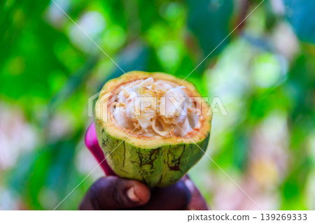 Green cacao fruit in farmer's hand Green cacao fruit in farmer's hand 139269333