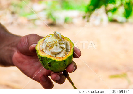 Green cacao fruit in farmer's hand Green cacao fruit in farmer's hand 139269335