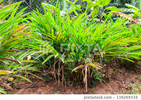 Cardamom or cardamon plant growing on the spice farm Cardamom or cardamon plant growing on the spice farm 139269338
