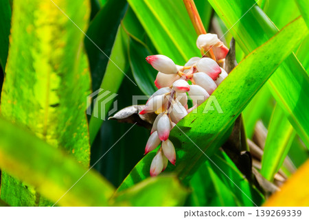 Cardamom flower growing on the spice farm Cardamom flower growing on the spice farm 139269339