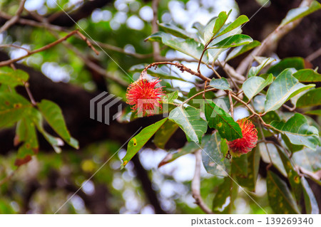 Lychee fruit growing on a tree in spice farm in Zanzibar, Tanzania Lychee fruit growing on a tree in spice farm in Zanzibar, Tanzania 139269340