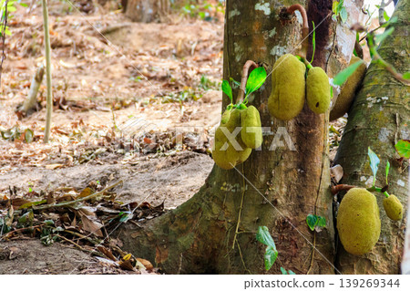 Jackfruits on a tree in orchard Jackfruits on a tree in orchard 139269344