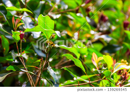 Clove tree (Syzygium aromaticum) with aromatic flower buds in bloom growing in spice farm in Zanzibar, Tanzania Clove tree (Syzygium aromaticum) with aromatic flower buds in bloom growing in spice farm in Zanzibar, Tanzania 139269345