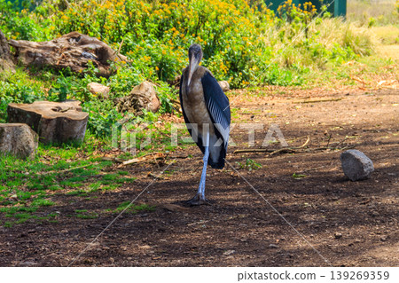Marabou stork (Leptoptilos crumenifer) walking on a lawn 139269359