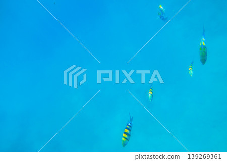Indo-Pacific sergeant (Abudefduf vaigiensis), also known as the Sergeant major swimming in the Indian ocean. Flock of fish undersea Indo-Pacific sergeant (Abudefduf vaigiensis), also known as the Sergeant major swimming in the Indian ocean. Flock of fish undersea 139269361