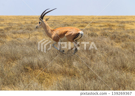 Male Impala (Aepyceros melampus) running in dry savannah in Serengeti National Park, Tanzania Male Impala (Aepyceros melampus) running in dry savannah in Serengeti National Park, Tanzania 139269367