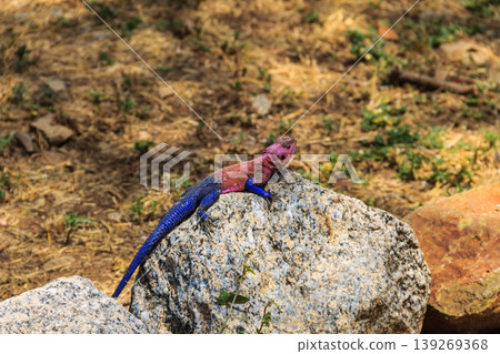 Male mwanza flat-headed rock agama (Agama mwanzae) or the Spider-Man agama on a stone in Serengeti National Park, Tanzania Male mwanza flat-headed rock agama (Agama mwanzae) or the Spider-Man agama on a stone in Serengeti National Park, Tanzania 139269368