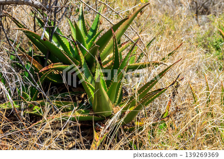 Green aloe vera plant in the garden Green aloe vera plant in the garden 139269369