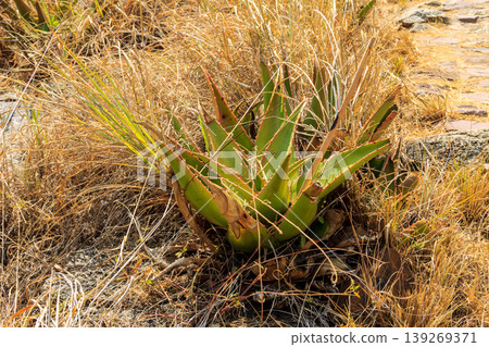 Green aloe vera plant in the garden Green aloe vera plant in the garden 139269371