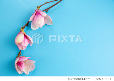 pink magnolia flowers on blue background with soft spring light pink magnolia flowers on blue background with soft spring light 139269425