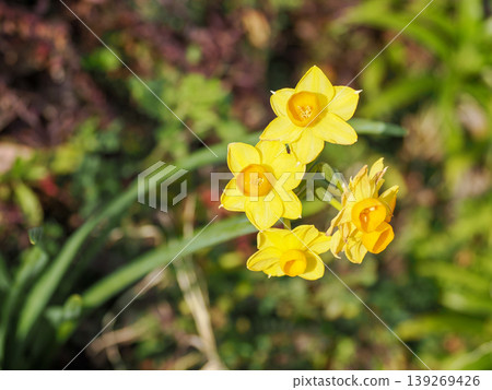 水仙花的風景 水仙花的風景 139269426