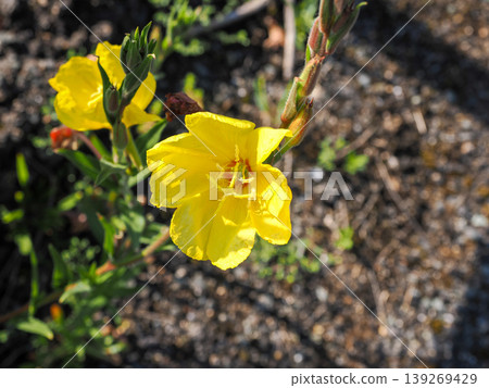 Landscape with evening primrose Landscape with evening primrose 139269429