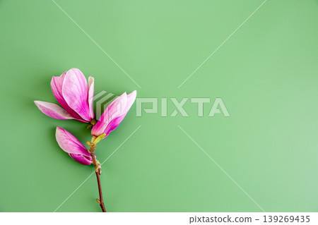 Soft pink magnolia blossoms on pastel green with empty space 139269435