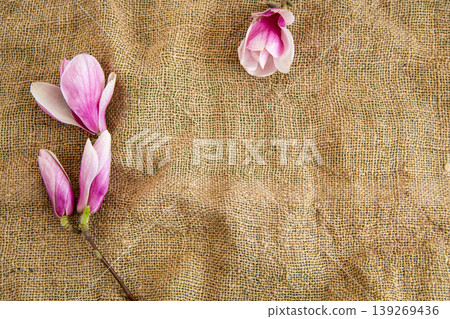 Spring magnolia blossoms arranged on natural fabric with empty space Spring magnolia blossoms arranged on natural fabric with empty space 139269436