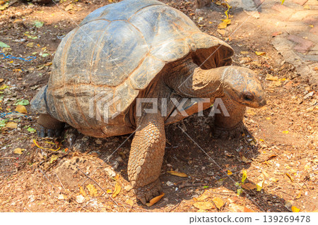 Aldabra giant tortoise on Prison island, Zanzibar in Tanzania Aldabra giant tortoise on Prison island, Zanzibar in Tanzania 139269478