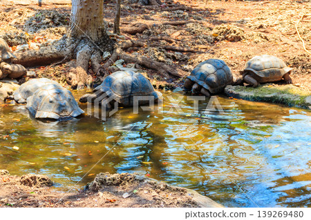Aldabra giant tortoises on Prison island, Zanzibar in Tanzania 139269480
