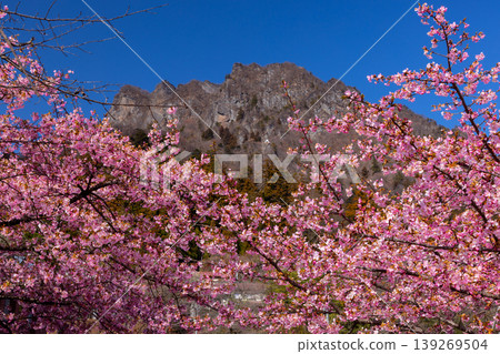 Michi-no-Eki Myogi, Take, Myogi-machi, Tomioka City, Gunma Prefecture: A view of the fully bloomed Kawazu cherry blossom trees and the blue sky over Mt. Myogi. Michi-no-Eki Myogi, Take, Myogi-machi, Tomioka City, Gunma Prefecture: A view of the fully bloomed Kawazu cherry blossom trees and the blue sky over Mt. Myogi. 139269504
