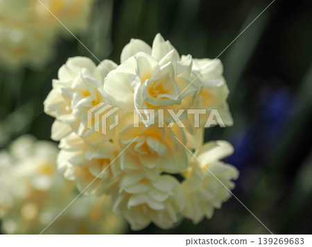 Landscape with clusters of daffodils Landscape with clusters of daffodils 139269683