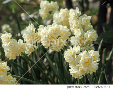 Landscape with clusters of daffodils Landscape with clusters of daffodils 139269684