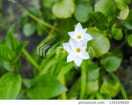 與 Hananilla 的風景 139269689