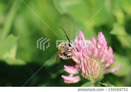 White-striped longhorn bee and red clover ④ White-striped longhorn bee and red clover ④ 139269752