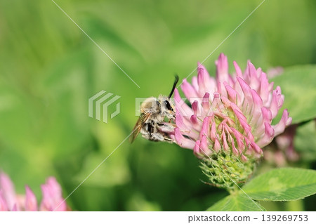White-striped longhorn bee and red clover ⑤ White-striped longhorn bee and red clover ⑤ 139269753