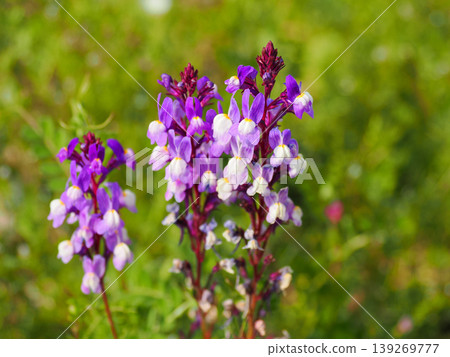 Landscape with dwarf snapdragons Landscape with dwarf snapdragons 139269777