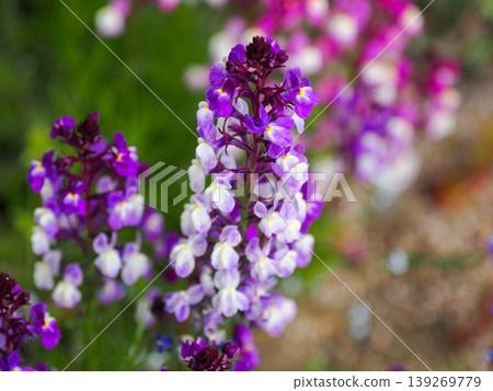 Landscape with dwarf snapdragons Landscape with dwarf snapdragons 139269779