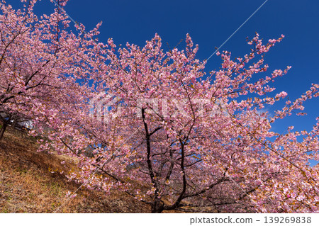在群馬縣富岡市妙義町竹道之驛妙義山坡上，可以看到盛開的河津櫻花樹。 139269838