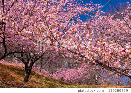 在群馬縣富岡市妙義町竹道之驛妙義山坡上,可以看到盛開的河津櫻花樹。 在群馬縣富岡市妙義町竹道之驛妙義山坡上,可以看到盛開的河津櫻花樹。 139269839