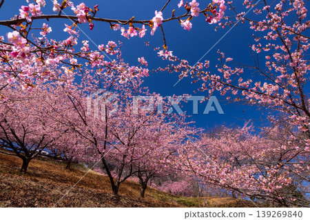 在群馬縣富岡市妙義町竹道之驛妙義山坡上,可以看到盛開的河津櫻花樹。 在群馬縣富岡市妙義町竹道之驛妙義山坡上,可以看到盛開的河津櫻花樹。 139269840