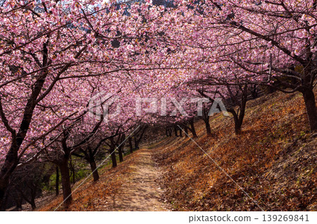 A view of the Kawazu cherry blossom trees in full bloom on the hillside at Michi-no-Eki Myogi, Take, Myogi-machi, Tomioka City, Gunma Prefecture. 139269841