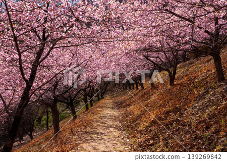 在群馬縣富岡市妙義町竹道之驛妙義山坡上，可以看到盛開的河津櫻花樹。 139269842