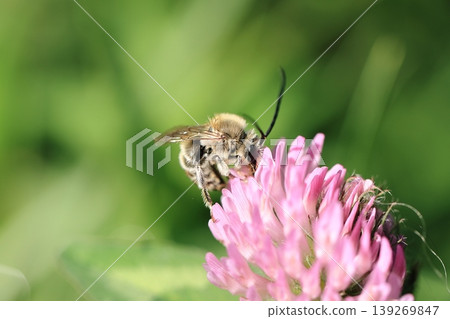 White-striped longhorn bee and red clover ❺ White-striped longhorn bee and red clover ❺ 139269847