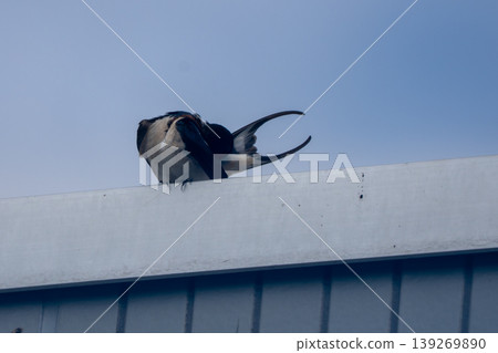 Swallow perched on the roof Swallow perched on the roof 139269890