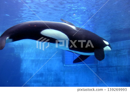愛知縣水族館,虎鯨,名古屋港水族館 愛知縣水族館,虎鯨,名古屋港水族館 139269993