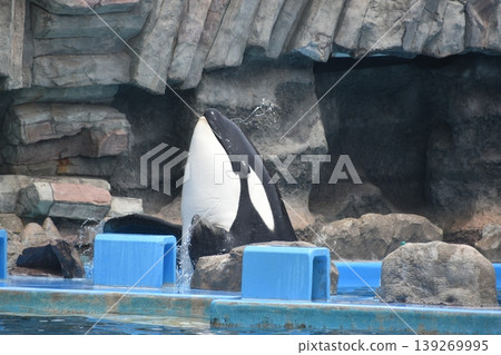 愛知縣水族館，虎鯨，名古屋港水族館 139269995