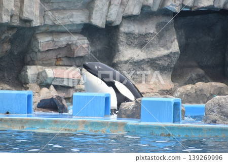 愛知縣水族館，虎鯨，名古屋港水族館 139269996
