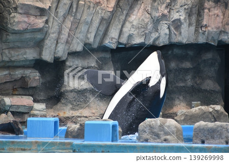 愛知縣水族館，虎鯨，名古屋港水族館 139269998
