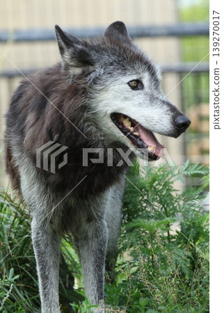 A wolf in profile; a wary wild animal; the expression of a gray wolf. A wolf in profile; a wary wild animal; the expression of a gray wolf. 139270017