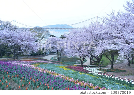Yamaguchi, Tulips, Hinoyama Park, Turkish Tulip Garden, Hinoyama Park Turkish Tulip Garden, Cherry Blossoms Yamaguchi, Tulips, Hinoyama Park, Turkish Tulip Garden, Hinoyama Park Turkish Tulip Garden, Cherry Blossoms 139270019
