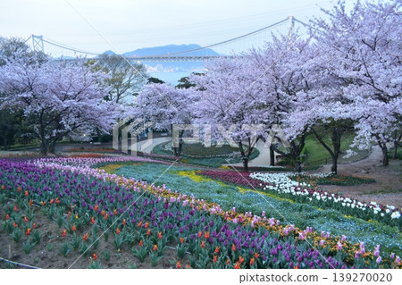 Yamaguchi, Tulips, Hinoyama Park, Turkish Tulip Garden, Hinoyama Park Turkish Tulip Garden, Cherry Blossoms Yamaguchi, Tulips, Hinoyama Park, Turkish Tulip Garden, Hinoyama Park Turkish Tulip Garden, Cherry Blossoms 139270020