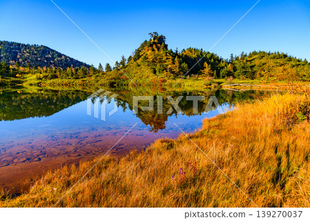 The vibrant autumn leaves reflected on the surface of Yumi Pond: A beautiful mirror image of the Shiga-Kusatsu Plateau Route. The vibrant autumn leaves reflected on the surface of Yumi Pond: A beautiful mirror image of the Shiga-Kusatsu Plateau Route. 139270037