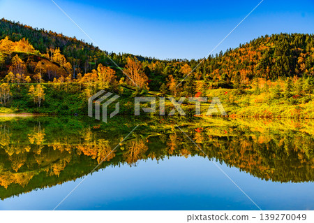 The vibrant autumn leaves reflected on the surface of Yumi Pond: A beautiful mirror image of the Shiga-Kusatsu Plateau Route. 139270049