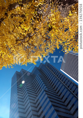 A view of Shinjuku with ginkgo trees in autumn colors and skyscrapers lined up behind them. 139270058