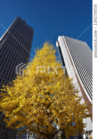 A view of Shinjuku with ginkgo trees in autumn colors and skyscrapers lined up behind them. 139270059